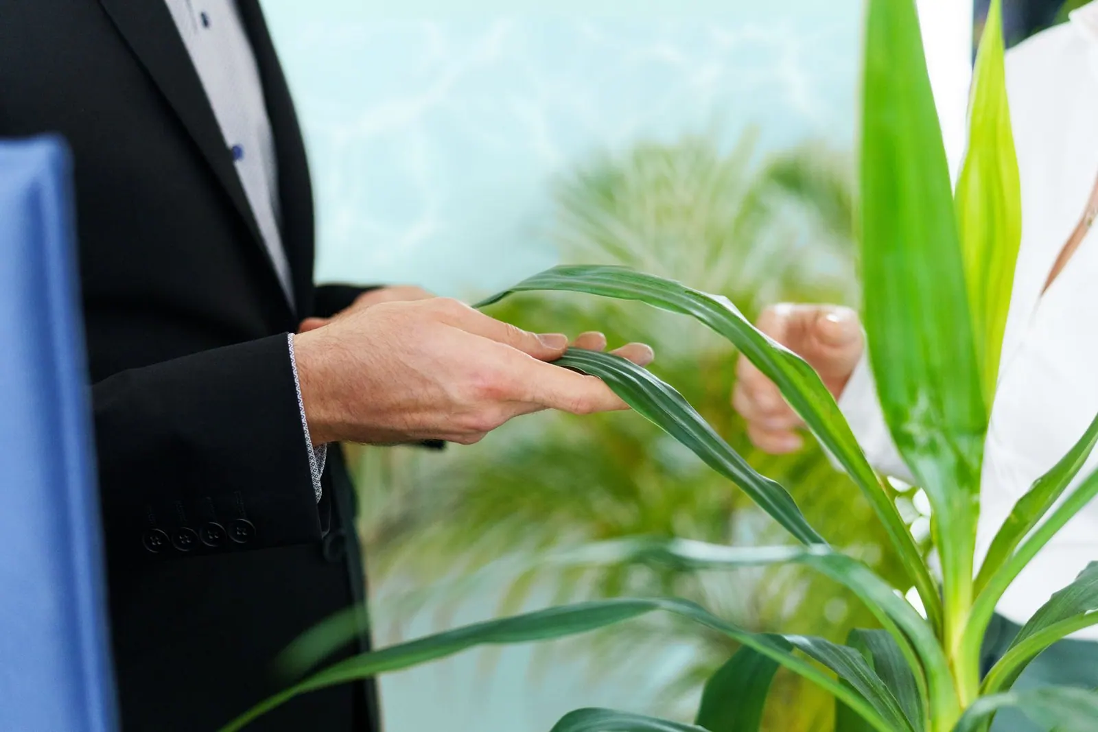 Two people looking at and tending the leaves of a green houseplant